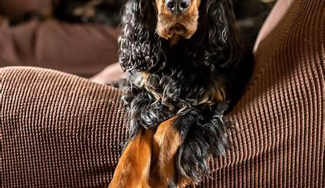 Gordon Setter - All Big Dog Breeds