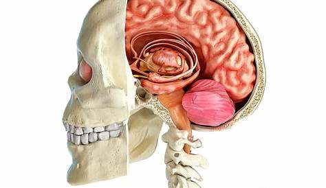 human brain skull - max