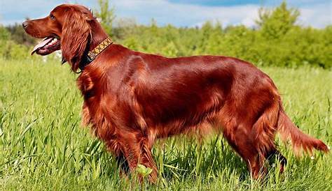 Irish Setter (Red Setter) Dog Breed Information & Characteristics