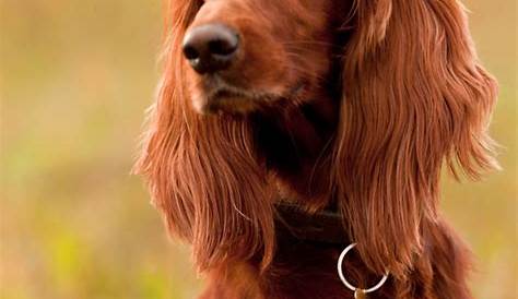 15 Interesting Facts About Irish Setters - Page 2 of 5 - BuzzSharer.com