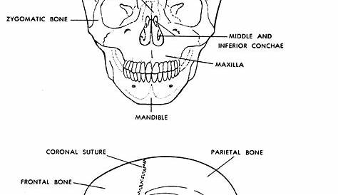 Skeletal System Anatomy and Physiology | Medical anatomy, Skeletal