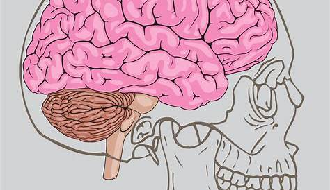 Illustration of the brain inside the skull of an adult man Stock Photo