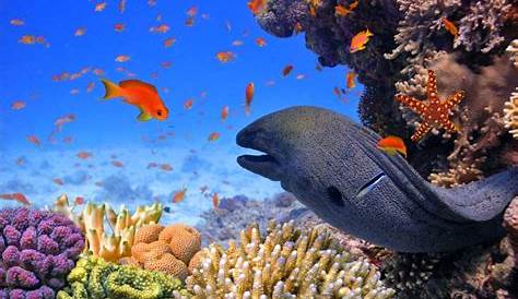 Progetti di Conservazione della flora e fauna marine Friend of The Sea