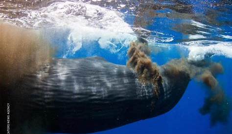 Las ballenas, todo un misterio acuático