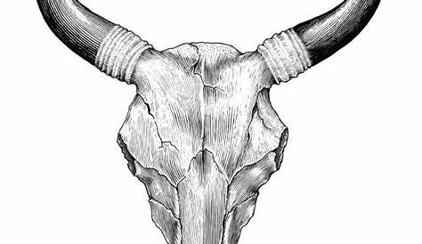 Indian cow skull stock vector. Illustration of horn - 157470097