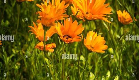 Exports and Markets of Indigenous Flowers, South Africa