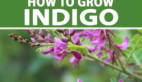 Indigo Plant In Hindi Means fera Tinctoria YouTube