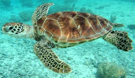 Les tortues de mer | Reptiles marins | Vie marine