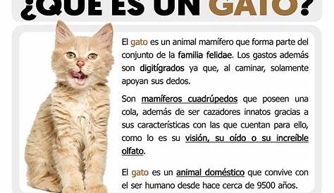 #Infografía. Lo que no sabías de los #gatos... #pets #mascotas #