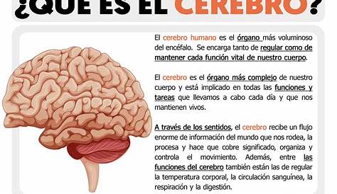 infografía cerebro | Anatomia del cerebro humano, Estructura del