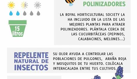 Infografía lavanda | Lavanda, Infografia, Jardineria y plantas