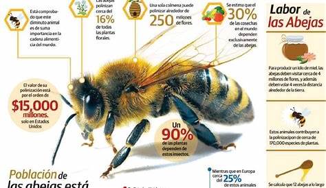 ¿Por qué son importantes las abejas? | Abejas en Agricultura