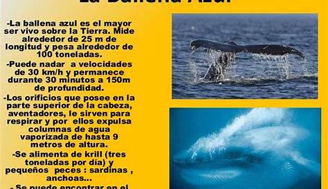 10 curiosidades de las ballenas | La criatura que reina en el océano