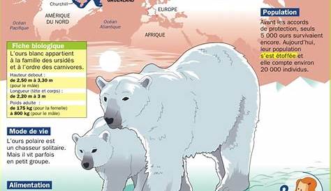 Educational infographic : L'ours polaire - InfographicNow.com | Your