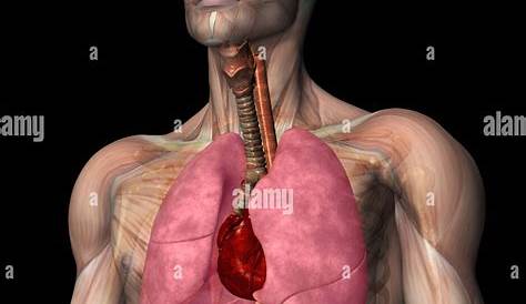 «Medizinische 3D-Illustrationen: Innere Organe» von Med Visual – dasauge®