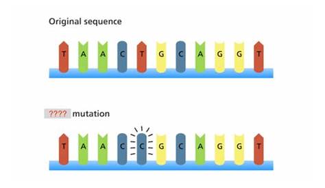 Insertion Mutation Definition Quizlet Define Frameshift In Biology
