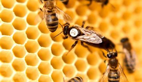 Comment introduire une nouvelle reine dans une ruche? | Nature View