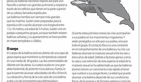 Los listillos de la clase: TRABAJO DE INVESTIGACIÓN "LAS BALLENAS"