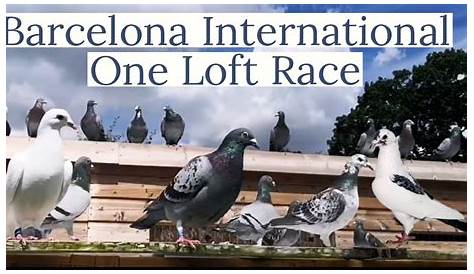 iPigeon.com - Racing Pigeon Auction
