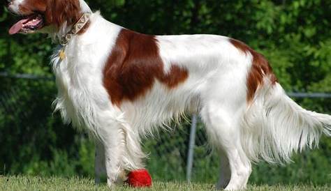 Irish red-and-white setter is the UK's most endangered breed | Daily