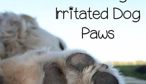 What to Do If Your Dog Has Cracked Paw Pads