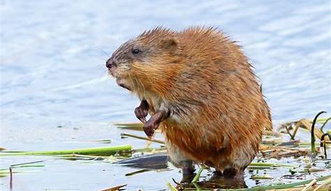 Muskrat, Beaver, Mammal, Fauna Picture. Image: 136625393