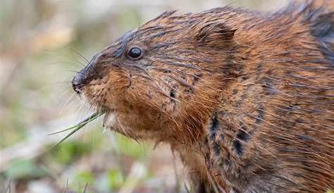 Muskrat Animal Facts | Ondatra zibethicus - A-Z Animals