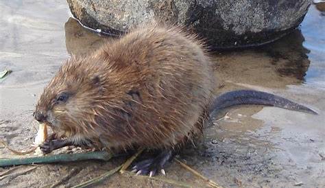 Muskrat stock image. Image of wild, wilderness, spring - 94662499