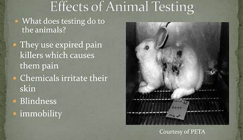 Unveiling The Environmental Costs And Ethical Dilemma Of Animal Testing