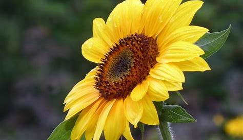 Die Sonnenblume ist eine einjährige Pflanze mit einem großen Blütenkopf