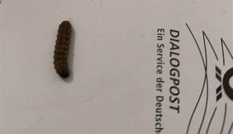 Ist das ein wurm? (Tiere, Essen, Insekten)