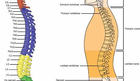 Tulang Jari Kaki : Pengertian, Struktur, Fungsi, Gangguan Dan Penyakitnya