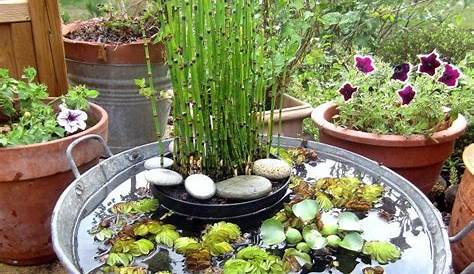 Jardin Aquatique En Pot Faites Un Mini Bassin Fantastique Pour Votre