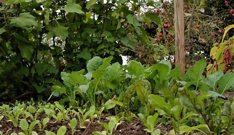 Jardiner en octobre : que planter, semer et faire au jardin