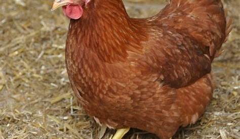 Que mangent les poules ? Focus sur l'alimentation des poules pondeuses