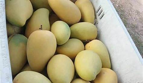 9 Jenis buah mangga yang ada di Indonesia, rasanya manis dan berserat