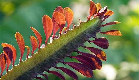 Jenis Flora di Benua Afrika Bagian Utara