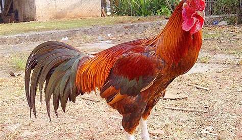 Melihat Lebih Dekat, 5 Ayam Kampung yang Populer di Indonesia