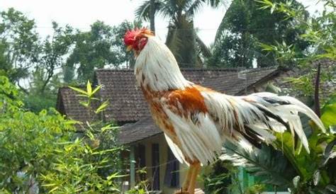Mengenal Ayam Pelung, Produk Lokal nan Menawan