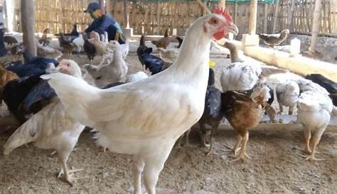 10 Jenis Ayam Pedaging Terbaik di Dunia Saat Ini Beserta Gambarnya