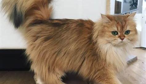 ֎ Cat Lovers, Pahami yuk Macam macam Kucing Ras di Indonesia! Wajib