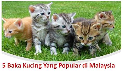 15 Baka Kucing Comel Yang Anda Patut Tahu! | Fanatik Kucing