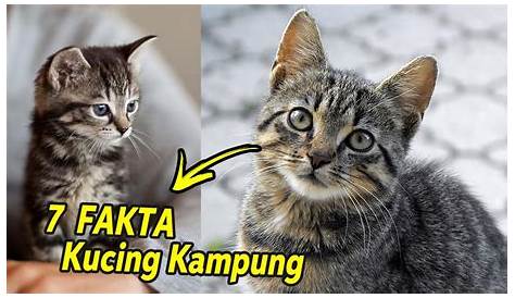 7 Jenis Kucing Kampung di Indonesia u2013 Burungnya.com - jenis jenis