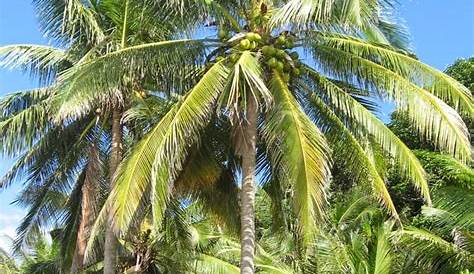 gambar pohon kelapa | Indonesiadalamtulisan || Terbaru 2014