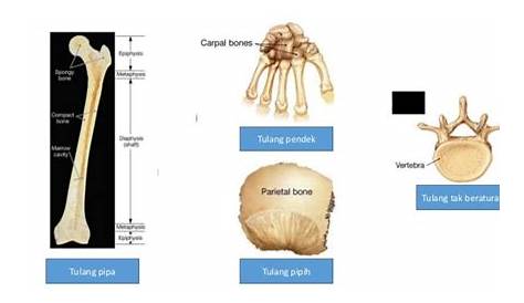 tik: jenis tulang berdasarkan bentuknya