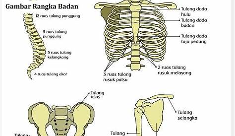 Jenis-Jenis Tulang pada Manusia | Biologi Indonesia