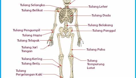 biologi: macam jenis tulang pada manusia