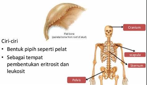 Tulang Pipih : Pengertian, Struktur, Ciri Ciri, Fungsi dan Contoh