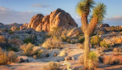 Joshua trees at sunrise; Joshua Tree National Park, California