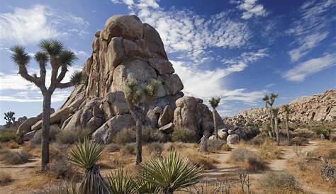 Joshua Tree National Park Seasons and Weather - The Geeky Camper